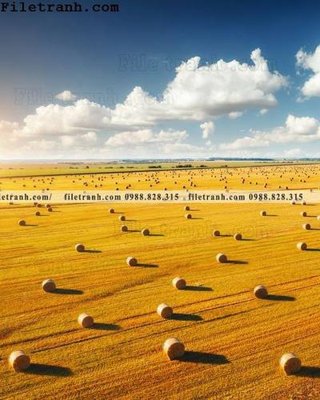 File tranh quảng cáo canh dong lua mi vang 111 (file gốc) chuyên nghiệp