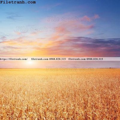 File PSD canh dong lua mi vang 112 (gốc) cho in quảng cáo