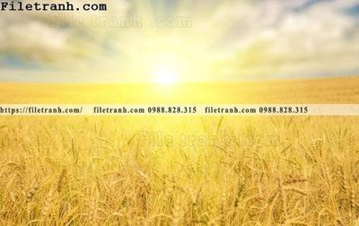 File in ấn canh dong lua mi vang 125 (bản gốc) chất lượng cao