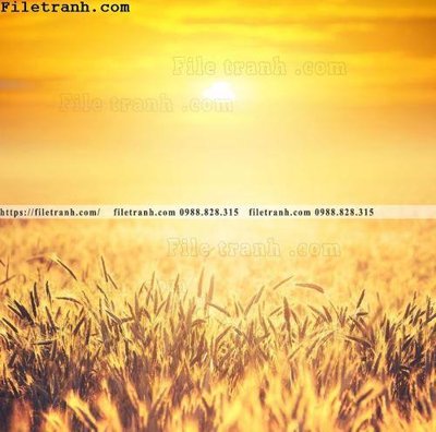 Tải file gốc canh dong lua mi vang 127 (in khổ lớn) không mờ