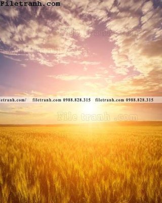 Download file canh dong lua mi vang 131 (gốc) in mica cao cấp