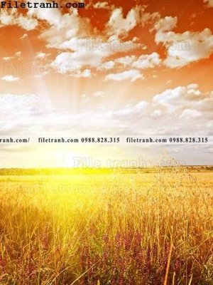 File gốc canh dong lua mi vang 133 (bản quyền) cho in ấn