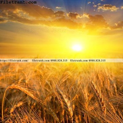 File ảnh canh dong lua mi vang 134 (gốc) dùng in Pano