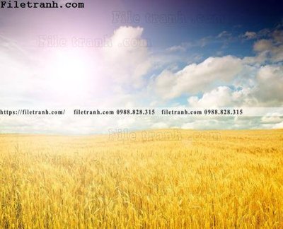 File in trần canh dong lua mi vang 138 (bản gốc) trời sao