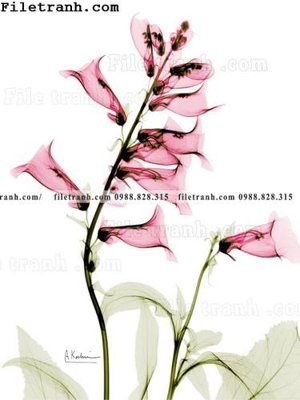 Tải file cay xanh tuoi nho 174 (gốc) để in ấn ngay