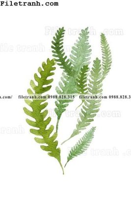 Tải file tranh cay xanh tuoi nho 184 (ảnh gốc) ngay