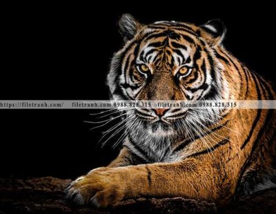 File gốc dong vat thien nhien su tu 504 (trang trí) phòng trẻ em