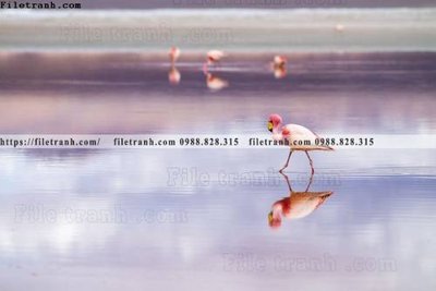 File tranh dong vat thien nhien su tu 508 (ảnh gốc) in trần xuyên sáng