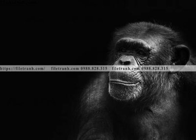 File gốc dong vat thien nhien su tu 509 (dành cho trang trí nội thất)