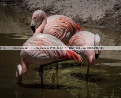 File tranh dong vat thien nhien su tu 530 (gốc) chủ đề động vật