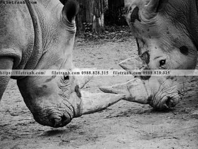 File tranh gốc dong vat thien nhien su tu 537 chủ đề hiện đại