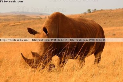 Tải về file tranh gốc dong vat thien nhien su tu 540 (để in quảng cáo)