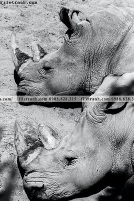 File PSD in ấn dong vat thien nhien su tu 543 (chất lượng cao)