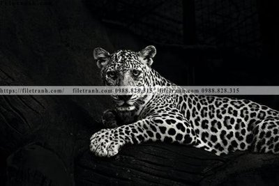 File gốc dong vat thien nhien su tu 546 (cho in UV) siêu nét