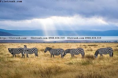 File tranh dong vat thien nhien su tu 562 (file gốc) chuẩn màu in