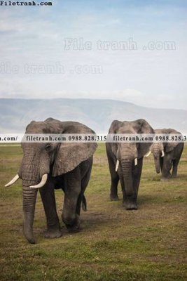 File gốc dong vat thien nhien su tu 565 (dành cho trang trí nội thất)