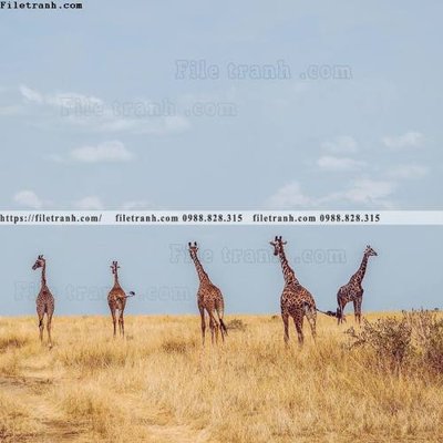 File PSD dong vat thien nhien su tu 567 (nguyên bản) cho thiết kế