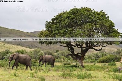 Tải file gốc dong vat thien nhien su tu 571 (để in lụa)