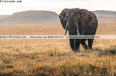 Tải file tranh dong vat thien nhien su tu 574 (ảnh gốc) ngay