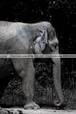 File gốc dong vat thien nhien su tu 577 (dành cho trang trí nội thất)