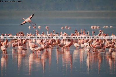 File gốc dong vat thien nhien su tu 580 (phiên bản chuẩn) để in ấn