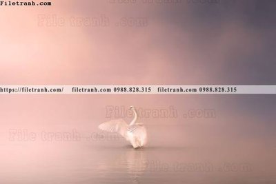 Tải file gốc dong vat thien nhien su tu 584 (bản PSD) đầy đủ layer