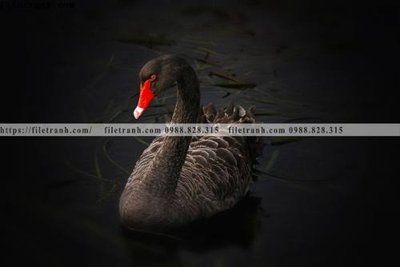 Tải file dong vat thien nhien su tu 589 (gốc) để in ấn ngay