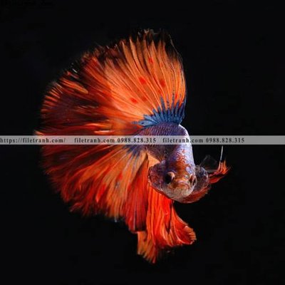 File tranh trang trí dong vat thien nhien su tu 595 (tải file gốc)