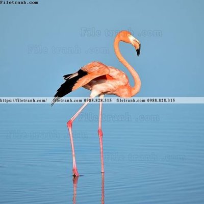 Tải file dong vat thien nhien su tu 596 (gốc) làm file thiết kế