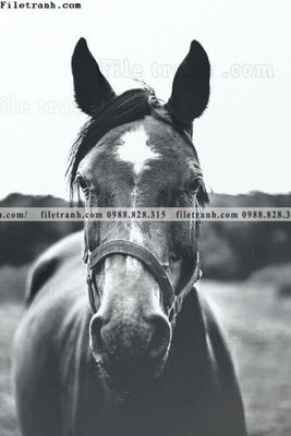 File tranh in trần 3D dong vat thien nhien su tu 597 (ảnh gốc)