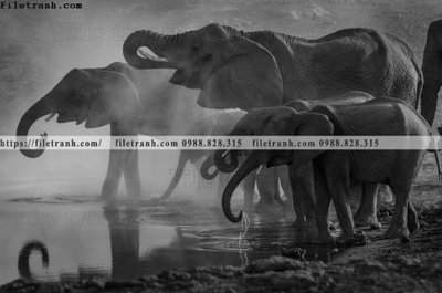 Tải file dong vat thien nhien su tu 603 (gốc) chủ đề phong thủy