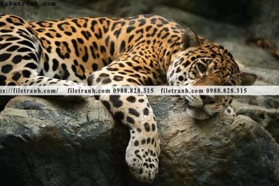 Tải file hinh anh chup anh con bao 600 (gốc) in nhanh