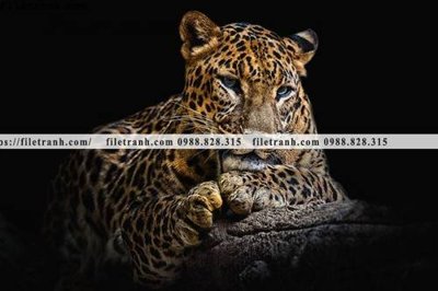 File in ấn hinh anh chup anh con bao 604 chuyên nghiệp