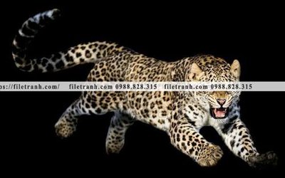 Tải file hinh anh chup anh con bao 605 (ảnh gốc) độ phân giải 300dpi