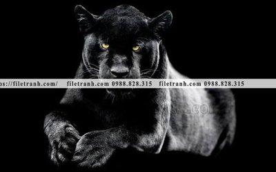 Download file tranh PSD hinh anh chup anh con bao 606 để chỉnh sửa