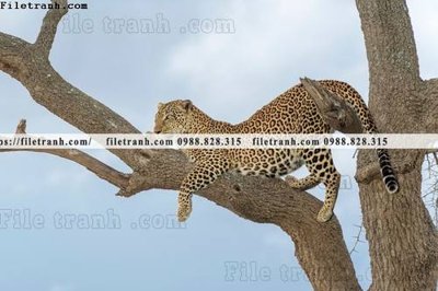 File tranh hinh anh chup anh con bao 609 (file gốc) chuẩn màu in