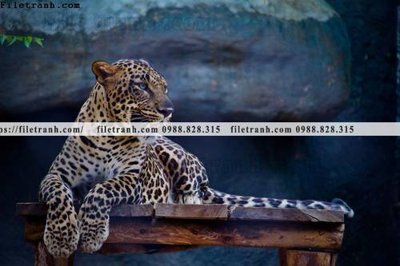 File tranh hinh anh chup anh con bao 611 (gốc) chủ đề trừu tượng