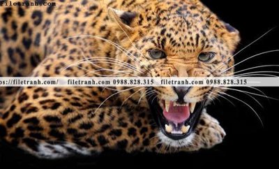 File in mica hinh anh chup anh con bao 614 (ảnh gốc) đẹp