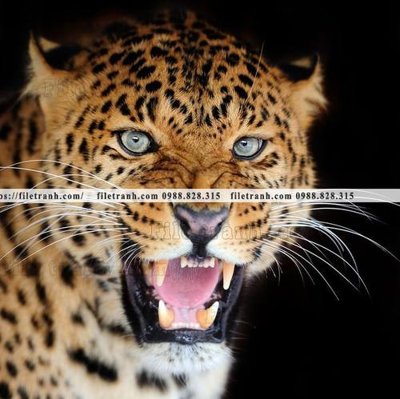 Tải file hinh anh chup anh con bao 616 (ảnh gốc) 300dpi hinh anh chup anh con bao 616