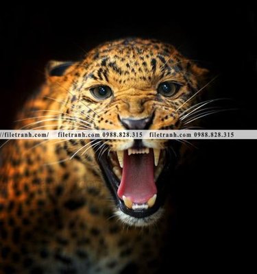 File gốc hinh anh chup anh con bao 629 (in lụa) cao cấp