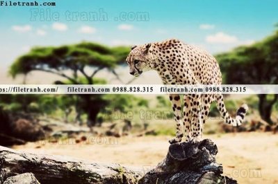 File gốc hinh anh chup anh con bao 630 (trang trí) phòng ngủ