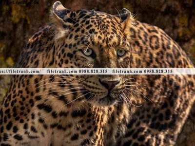 File gốc hinh anh chup anh con bao 635 (cho in 3D) độc đáo