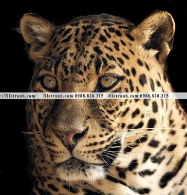 File in ấn hinh anh chup anh con bao 643 (bản gốc) chất lượng cao