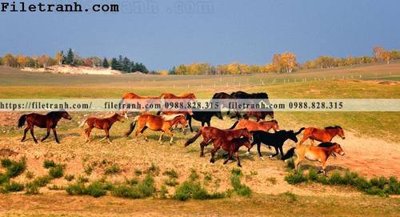 Ảnh gốc hinh anh chup anh dong co 107 (nét căng) in mica