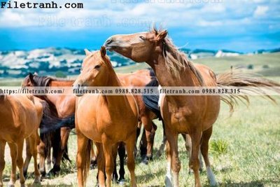 File gốc hinh anh chup anh dong co 121 (in mica) cắt laser