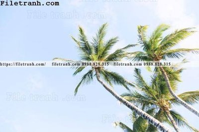 File gốc hinh anh phong canh cay co cay dua ngang 103 cho in ấn và thiết kế