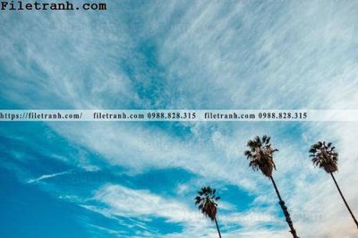 Hình ảnh file gốc in trần nhà hinh anh phong canh cay co cay dua ngang 111