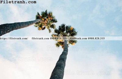 File gốc hinh anh phong canh cay co cay dua ngang 115 (ảnh chi tiết) để in trần