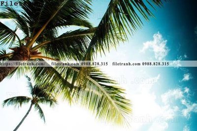 File PSD hinh anh phong canh cay co cay dua ngang 121 (bản gốc) chất lượng nhất