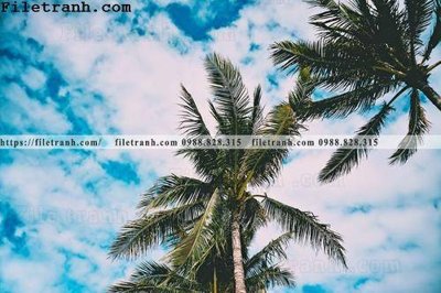 File tranh hinh anh phong canh cay co cay dua ngang 123 (gốc) chủ đề thành phố